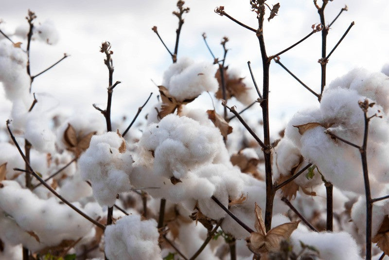 Le coton : quel impact sur notre environnement ?